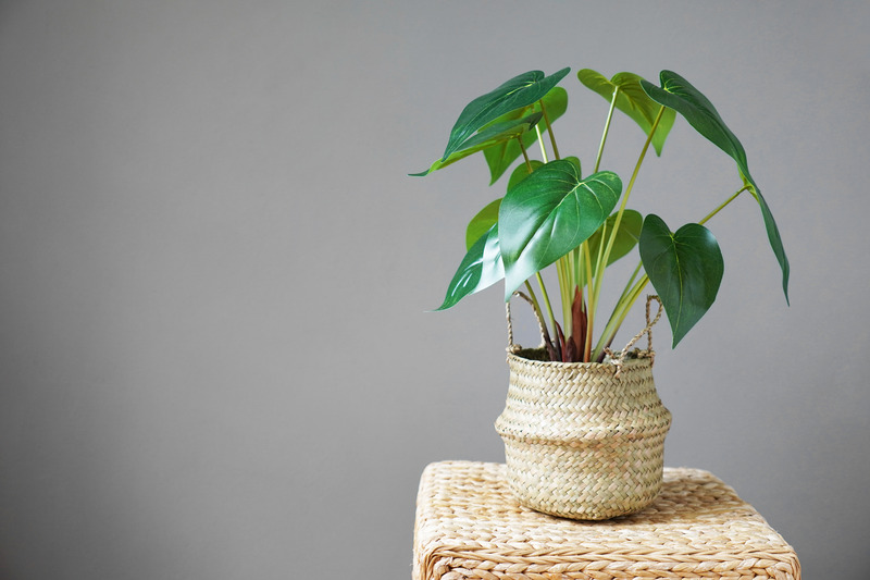Philodendron plant thrives in low light